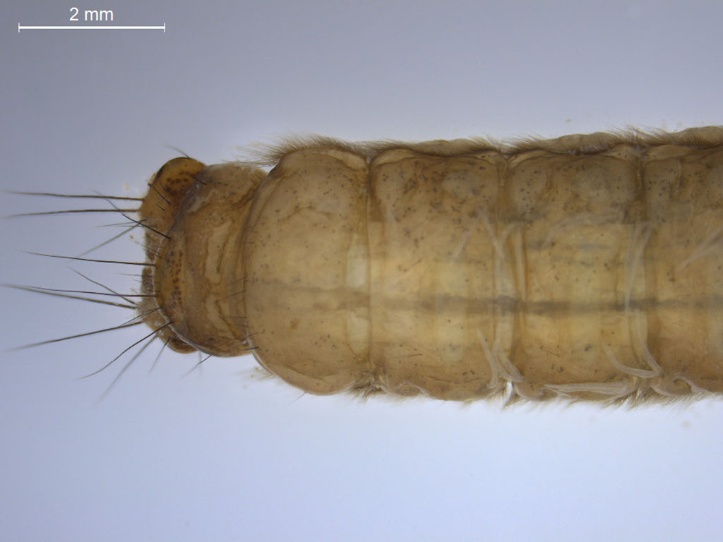 Anabolia concentrica